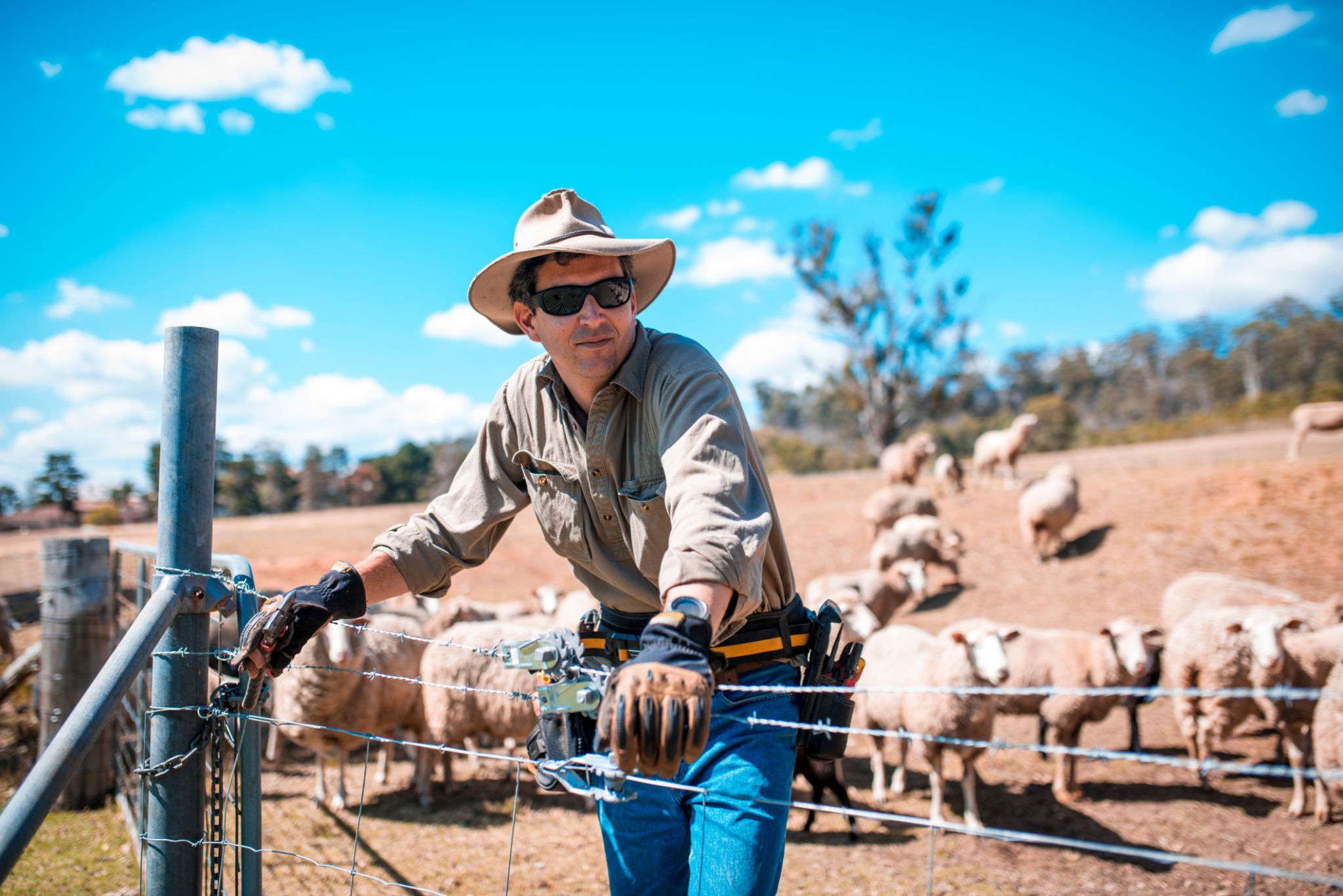 Shepherd in front of barbed wire fences and his herd Shepherd in front of barbed wire fences and his herd