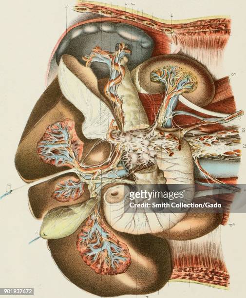 Color illustration of the human gallbladder and bile ducts, depicted in relation to associated internal organs, from the volume "Annual and...
