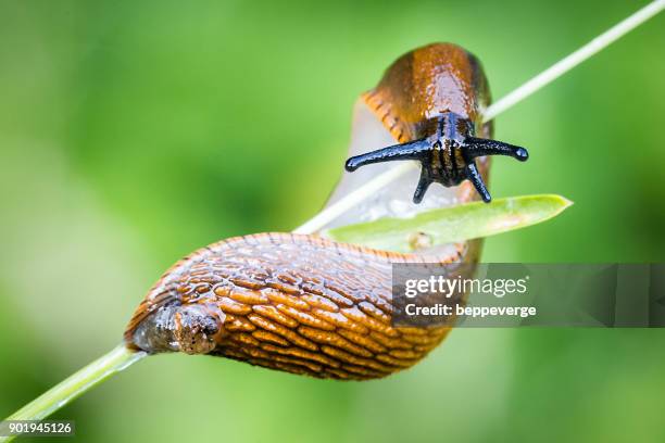 snail - slugs stock-fotos und bilder