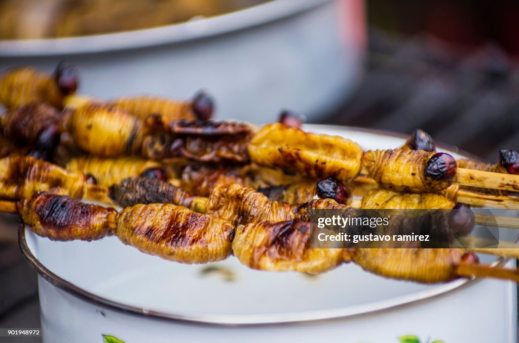 Pot with edible worms