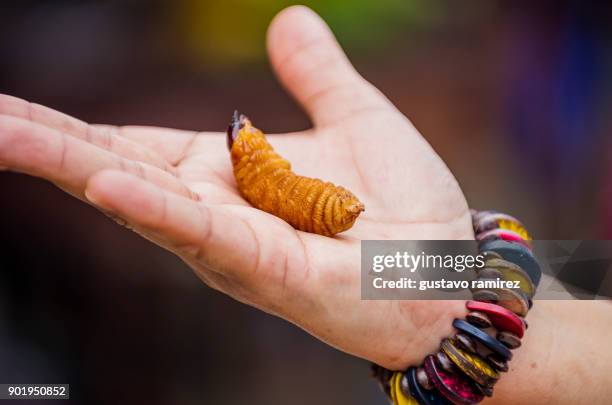 pot with edible worms - maggot stock-fotos und bilder