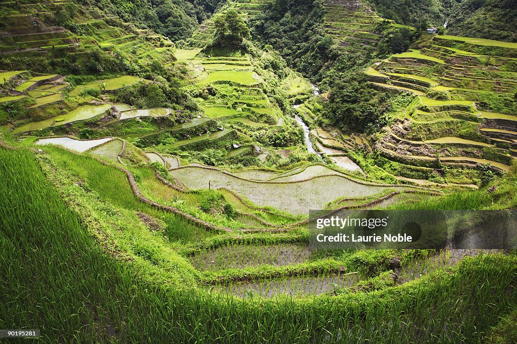 Rice terraces Banaue; Ifuago Province