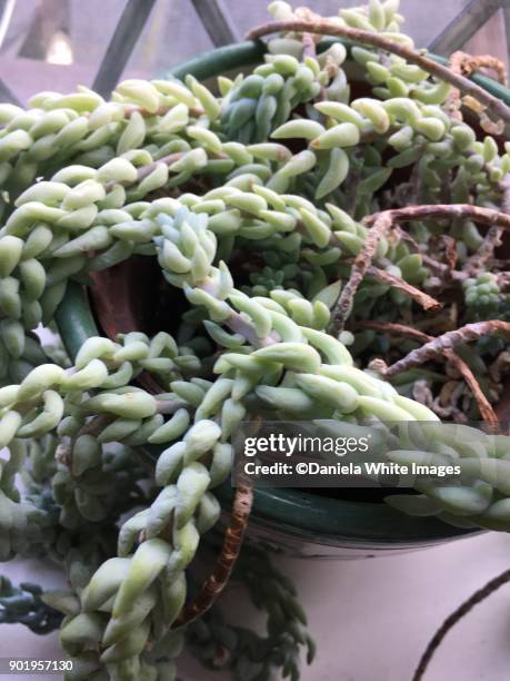 succulent - donkey tail stock pictures, royalty-free photos & images