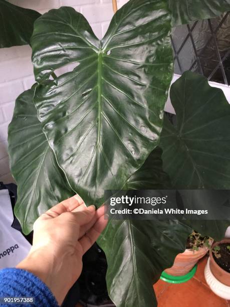 elephant ears (colocasia esculenta) - taro stock pictures, royalty-free photos & images