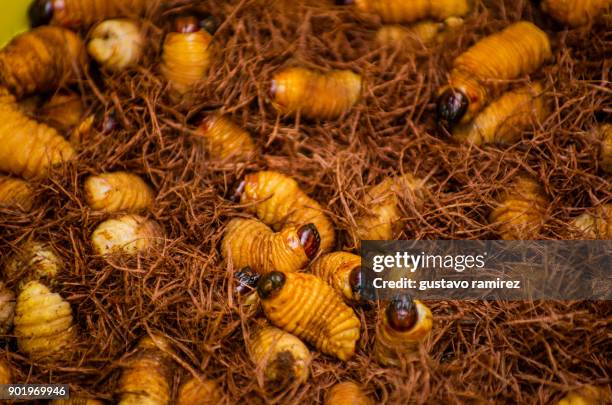 pot with edible worms - grasshopper larva stock pictures, royalty-free photos & images