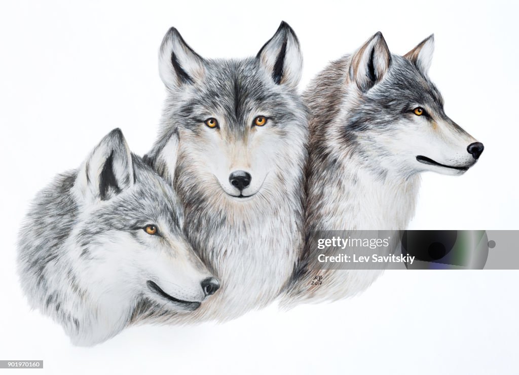 Multiple Wolves Art Wolves Painting Art Wolf Wolves Howling At Night” – EXo Designs