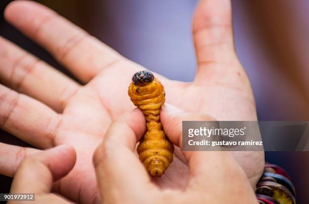 pot with edible worms - maggot stock-fotos und bilder