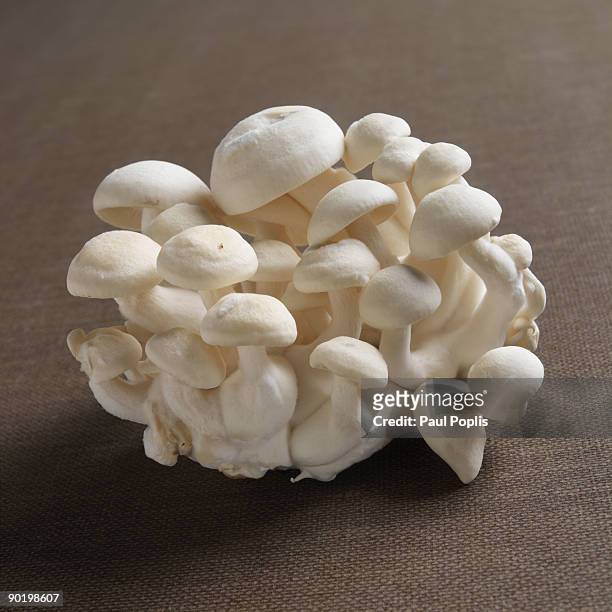 white shimeji mushroom - shimeji mushroom - fotografias e filmes do acervo