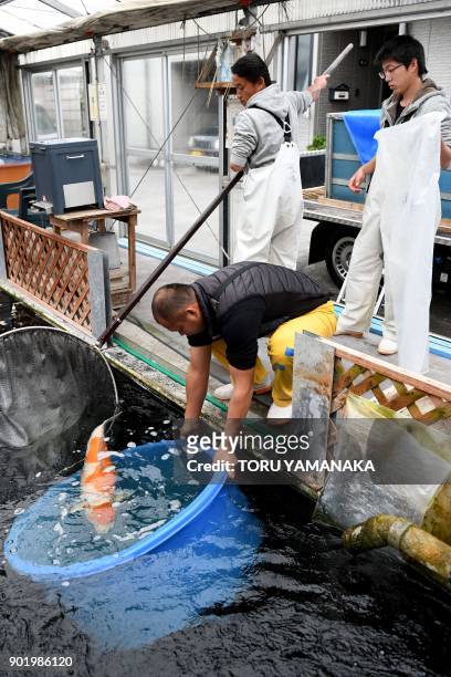 This photo taken on November 30, 2017 shows breeder Yasuyuki Tanaka transferring a customer's nishikigoi koi carp to a water tank in Kazo, Saitama...