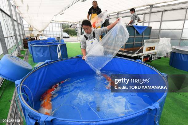 This photo taken on November 30, 2017 shows breeder Mikinori Kurihara , Yasuyuki Tanaka and Ryuichiro Kurihara transferring a customer's nishikigoi...