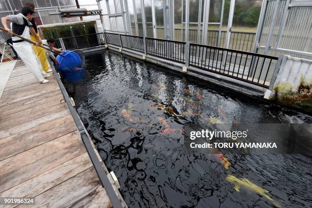 This photo taken on November 30, 2017 shows breeder Yasuyuki Tanaka transferring a customer's nishikigoi koi carp to a water tank in Kazo, Saitama...