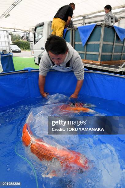 This photo taken on November 30, 2017 shows breeders Mikinori Kurihara , Yasuyuki Tanaka and Ryuichiro Kurihara transferring a customer's nishikigoi...