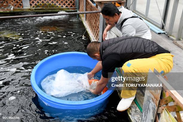 This photo taken on November 30, 2017 shows breeder Yasuyuki Tanaka transferring a customer's nishikigoi koi carp to a water tank in Kazo, Saitama...