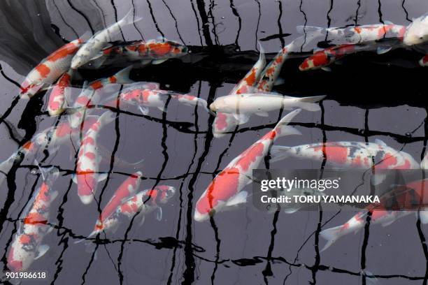 This photo taken on November 30, 2017 shows nishikigoi koi carp being bred for future contests at the Kurihara Fish Farm in Kazo, Saitama prefecture....