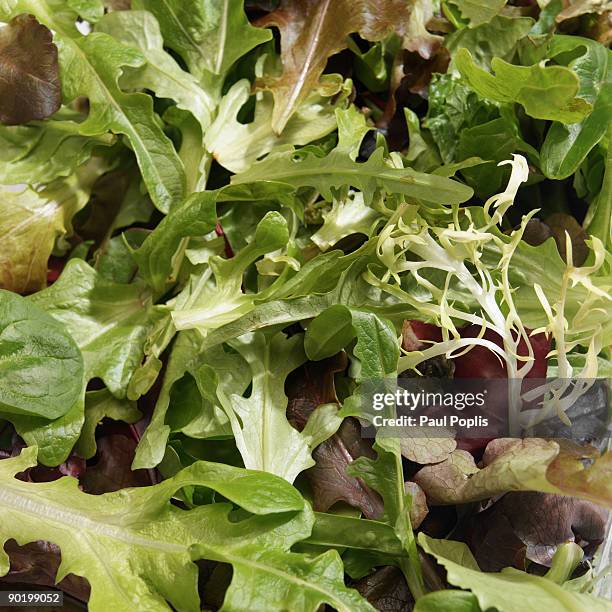 organic salad - curly endive stock pictures, royalty-free photos & images