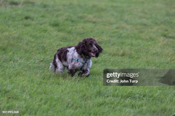 Cockapoo Dog Running 1,724 Cockapoo Stock Photos, High-Res Pictures, and Images - Getty Images