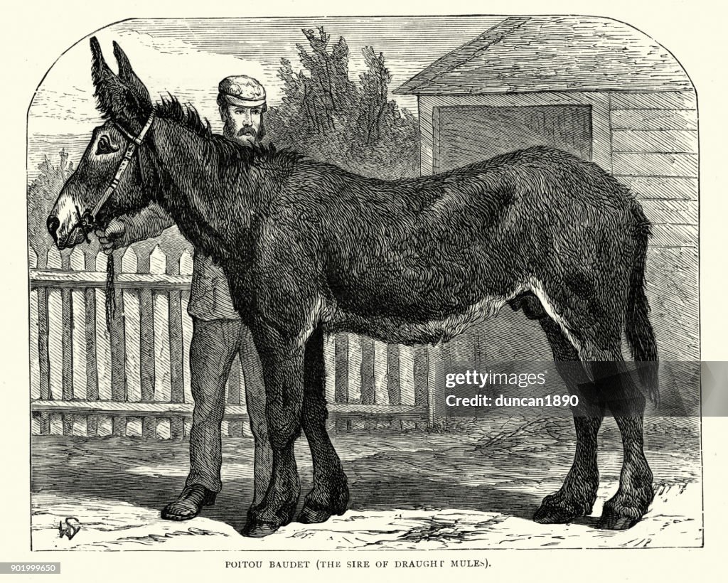 Poitou donkey, 19th Century