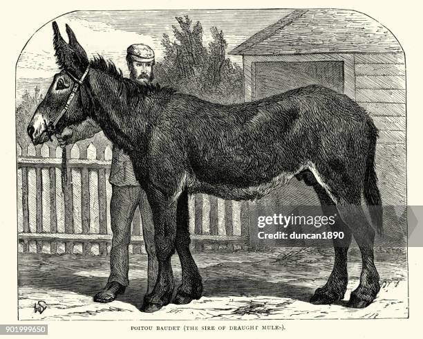 Poitou Donkey 19th Century High-Res Vector Graphic