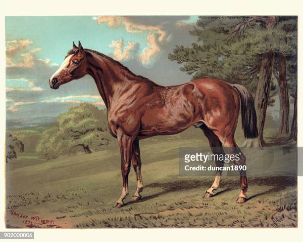 illustrazioni stock, clip art, cartoni animati e icone di tendenza di cavallo, stilton a hunter, xix secolo - dipinto