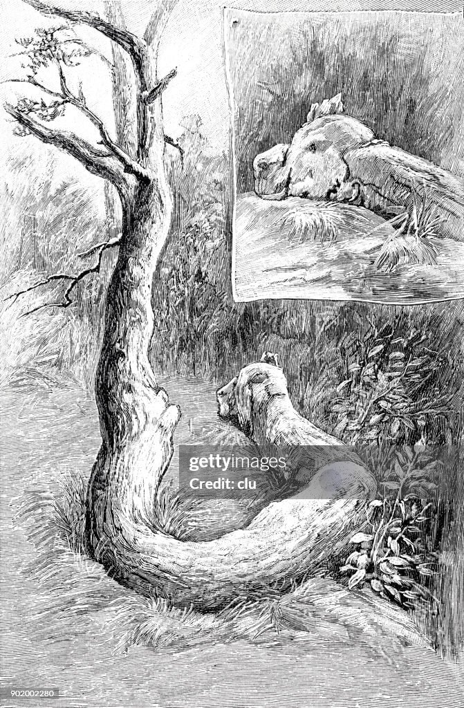 Strange trees: a giant snake pine