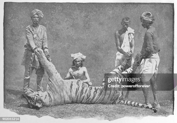 singhalesischen männer mit einem mann essen tiger vor kurzem getötet - britischen ära - day of the dead stock-grafiken, -clipart, -cartoons und -symbole