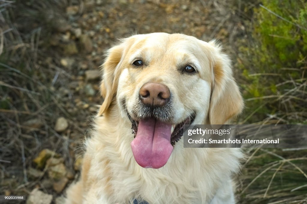 Close up portrait of a happy female Golden Retriever looking at camera