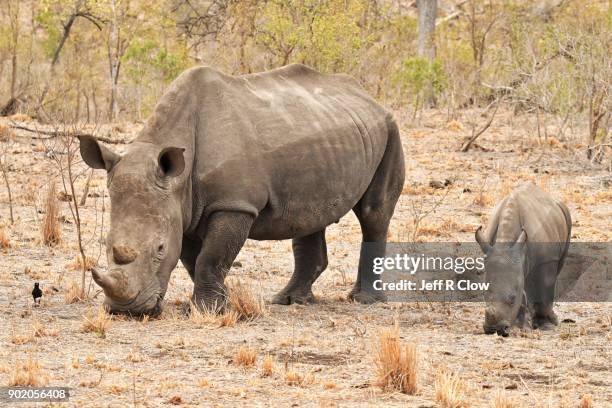 baby rhinoceros and mom feeding - cria de rinoceronte - fotografias e filmes do acervo