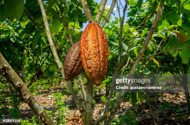 fresh red cocoa fruits - cocoa plantation stock-fotos und bilder