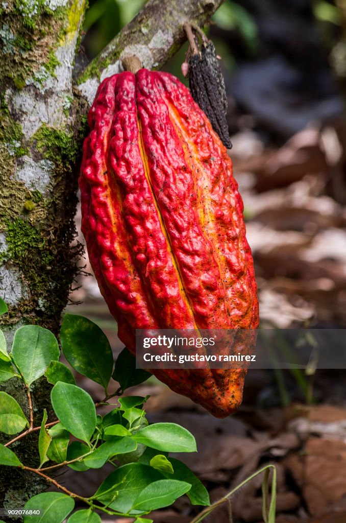 Fresh red cocoa fruits