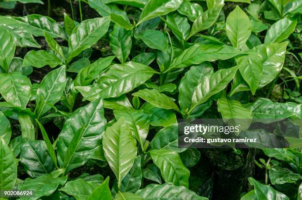 coffee beans in plantation - plantation de café stockfoto's en -beelden