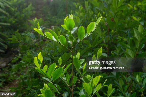coca leaf plant - coca stock-fotos und bilder