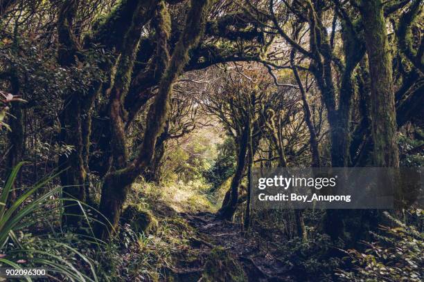 the mystery of goblin forest in the area of mount taranaki, new zealand. - new zealand forest stock pictures, royalty-free photos & images