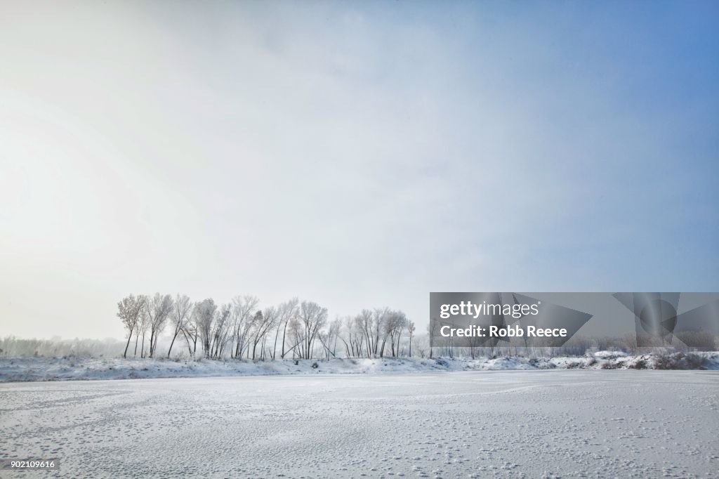 White Landscapes - Frozen lake with ice patterns and trees in winter.