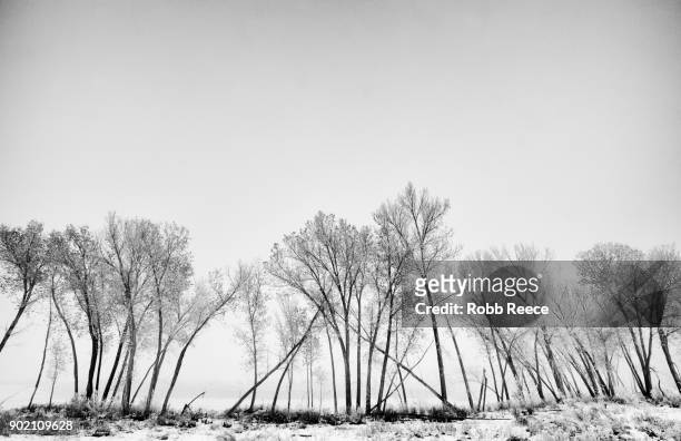 white landscapes  - white landscapes - frozen lake with ice patterns and trees in winter. - robb reece stock-fotos und bilder