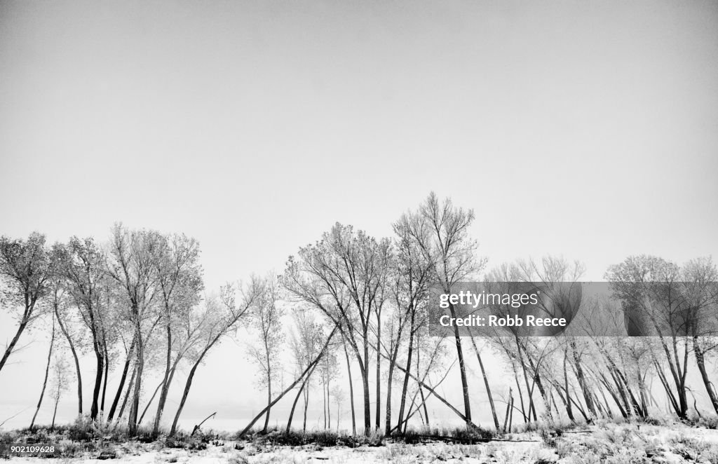 White Landscapes  - White Landscapes - Frozen lake with ice patterns and trees in winter.