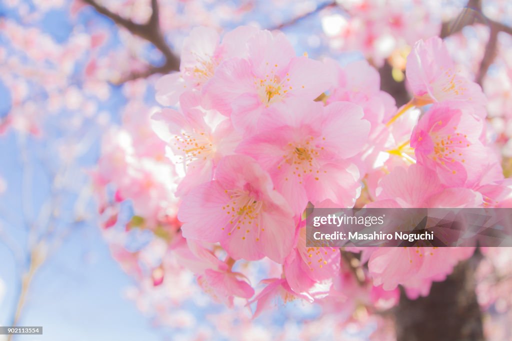 Early blooming cherry blossoms in late winter (fisheye)