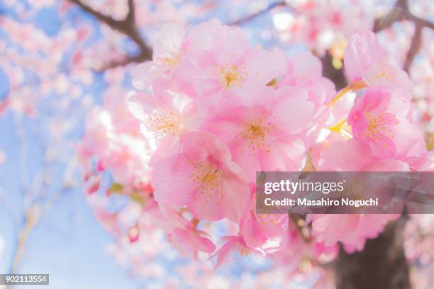 early blooming cherry blossoms in late winter (fisheye) - nerima stock pictures, royalty-free photos & images