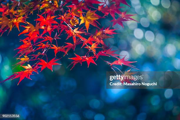 red maple leaves in early winter sunshine - nerima stock pictures, royalty-free photos & images