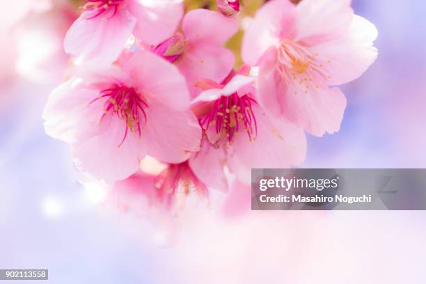 early blooming cherry blossoms in late winter (macro) - nerima stock pictures, royalty-free photos & images