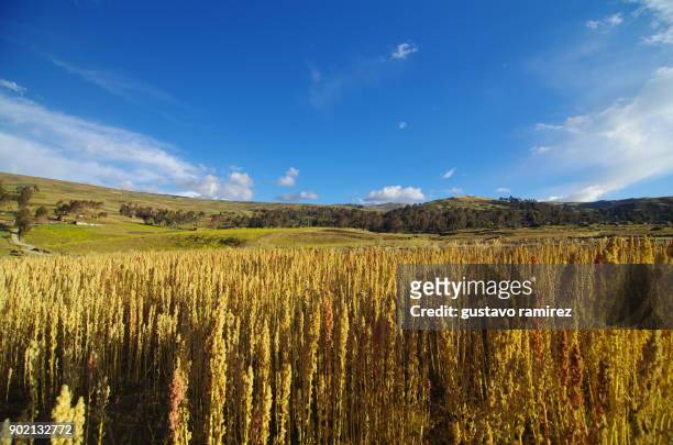 plantations and fields of organic quinoa - quinoa stockfoto's en -beelden