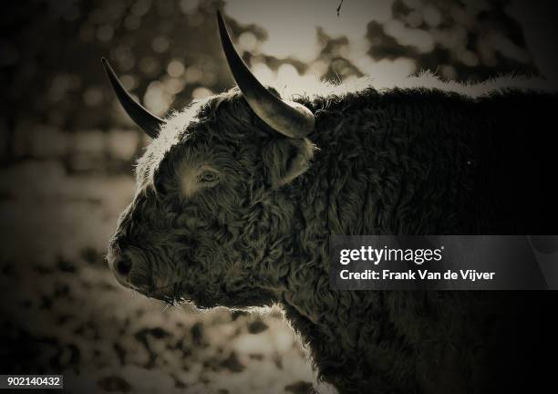 schotse hooglander in hoge veluwe natuurreservaat - natuurreservaat fotografías e imágenes de stock