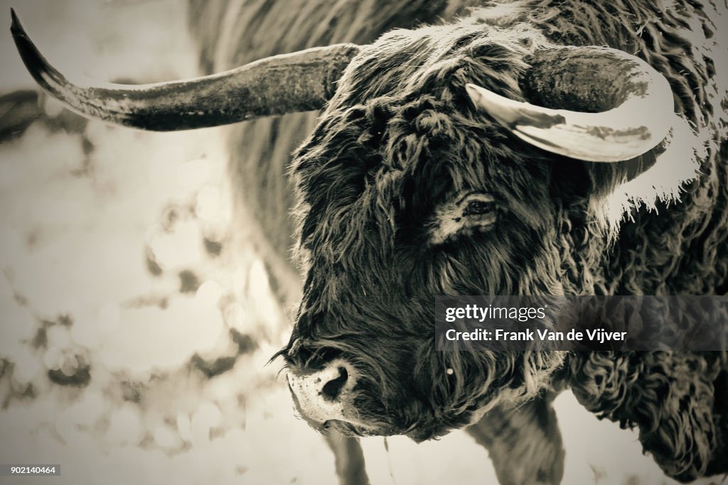 Schotse hooglander in Hoge Veluwe natuurreservaat