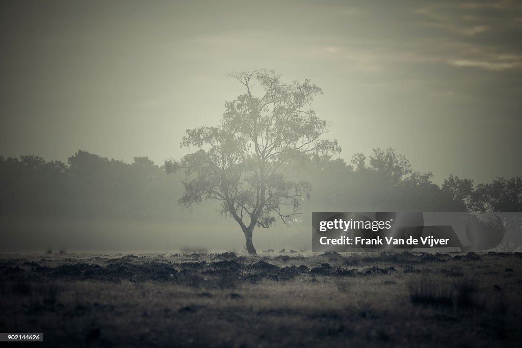 Hoge Veluwe ochtendgloren.