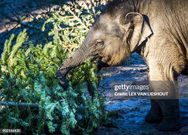 Baby elephant plays with a Christmas tree in the DierenPark Amersfoort in Amersfoort, The Netherlands, on January 7, 2018 as visitors were allowed to...