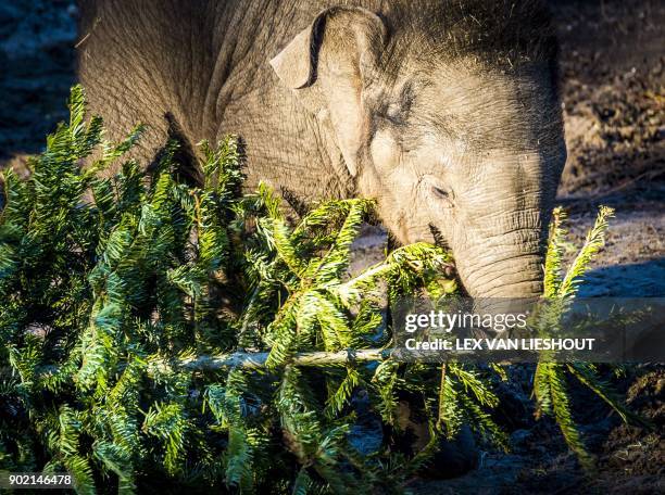 Baby elephant plays with a Christmas tree in the DierenPark Amersfoort in Amersfoort, The Netherlands, on January 7, 2018 as visitors were allowed to...