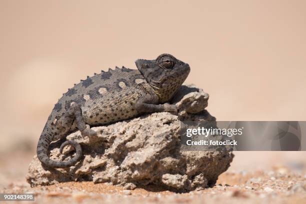 chameleon on a stone - fotoclick stock pictures, royalty-free photos & images