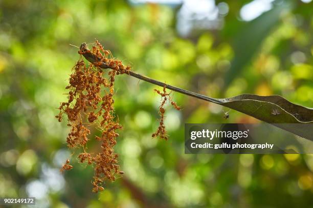 oecophylla smaragdina (orange ants ) hanging  on a leaf - solenopsis invicta stock-fotos und bilder