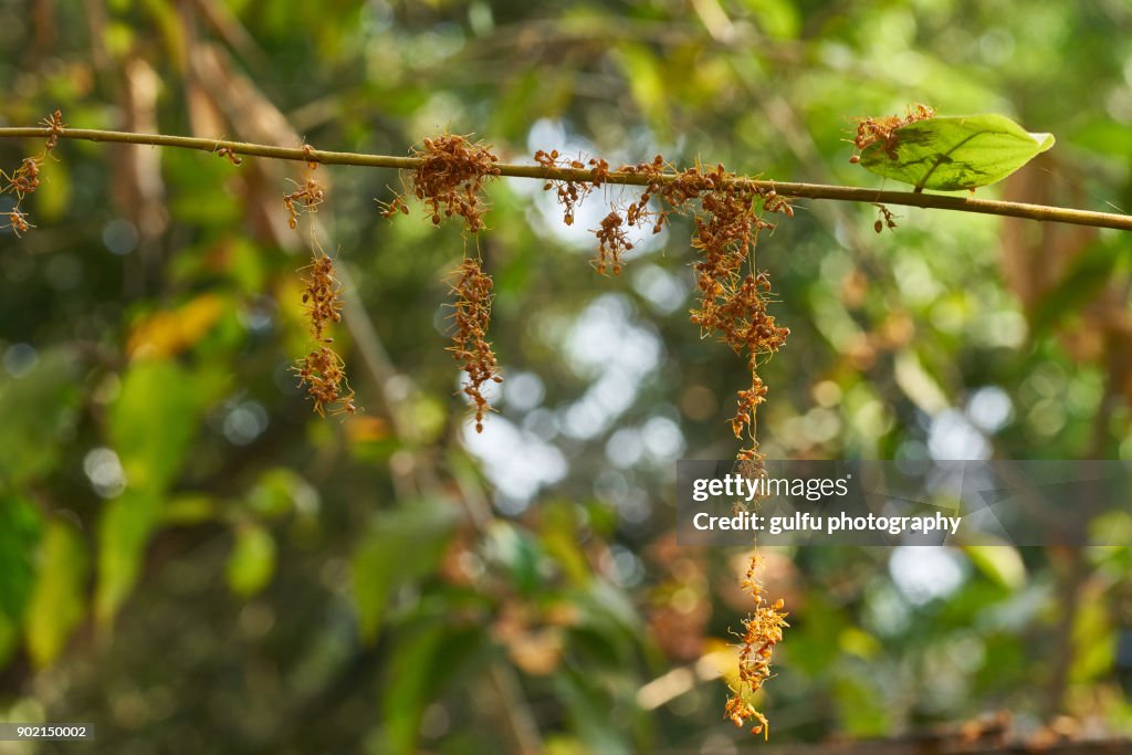 Oecophylla smaragdina (Orange ants ) hanging on a leaf