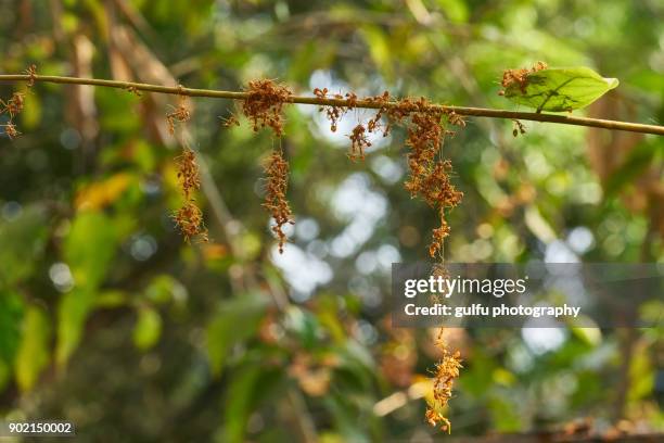 oecophylla smaragdina (orange ants ) hanging  on a leaf - ant nest stock pictures, royalty-free photos & images