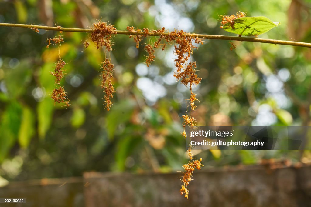 Oecophylla smaragdina (Orange ants ) hanging on a leaf